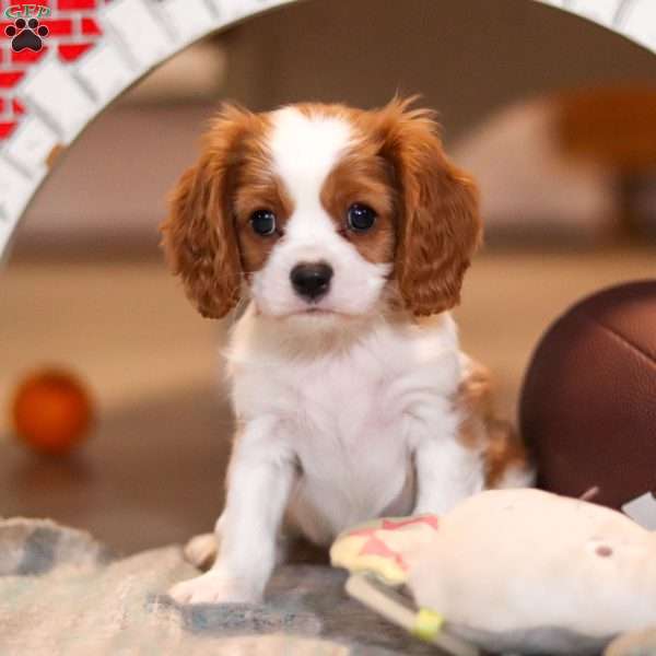 Pepper, Cavalier King Charles Spaniel Puppy